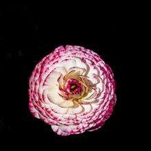 A pink and white ranunculus — photo by Siegfried Poepperl on Pexels