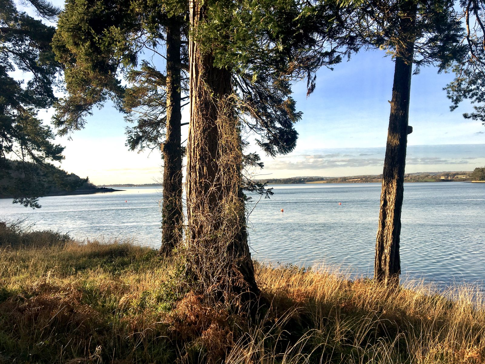 Peaceful seaside scene capturing trees beside calm waters in County Cork, Ireland