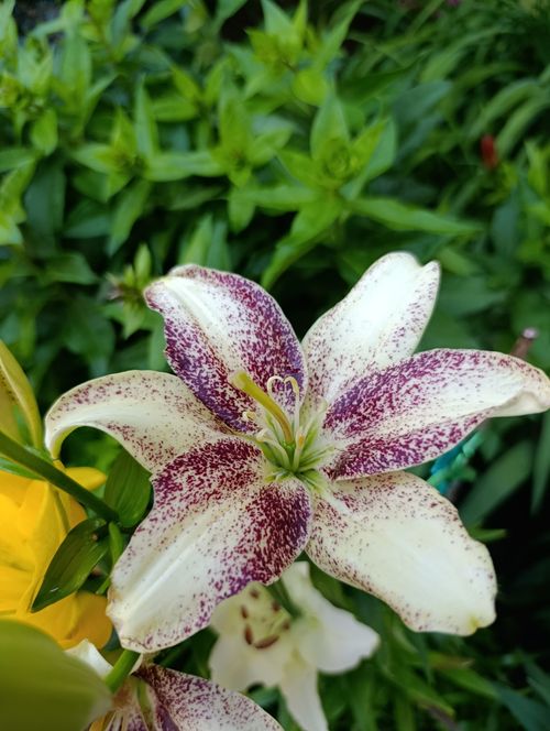 Free Close-up of a white and purple lily in a lush garden setting, showcasing its vibrant colors. Stock Photo