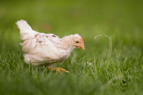Free A young chicken is walking through lush green grass on a sunny day, showcasing natural beauty and farm life. Stock Photo