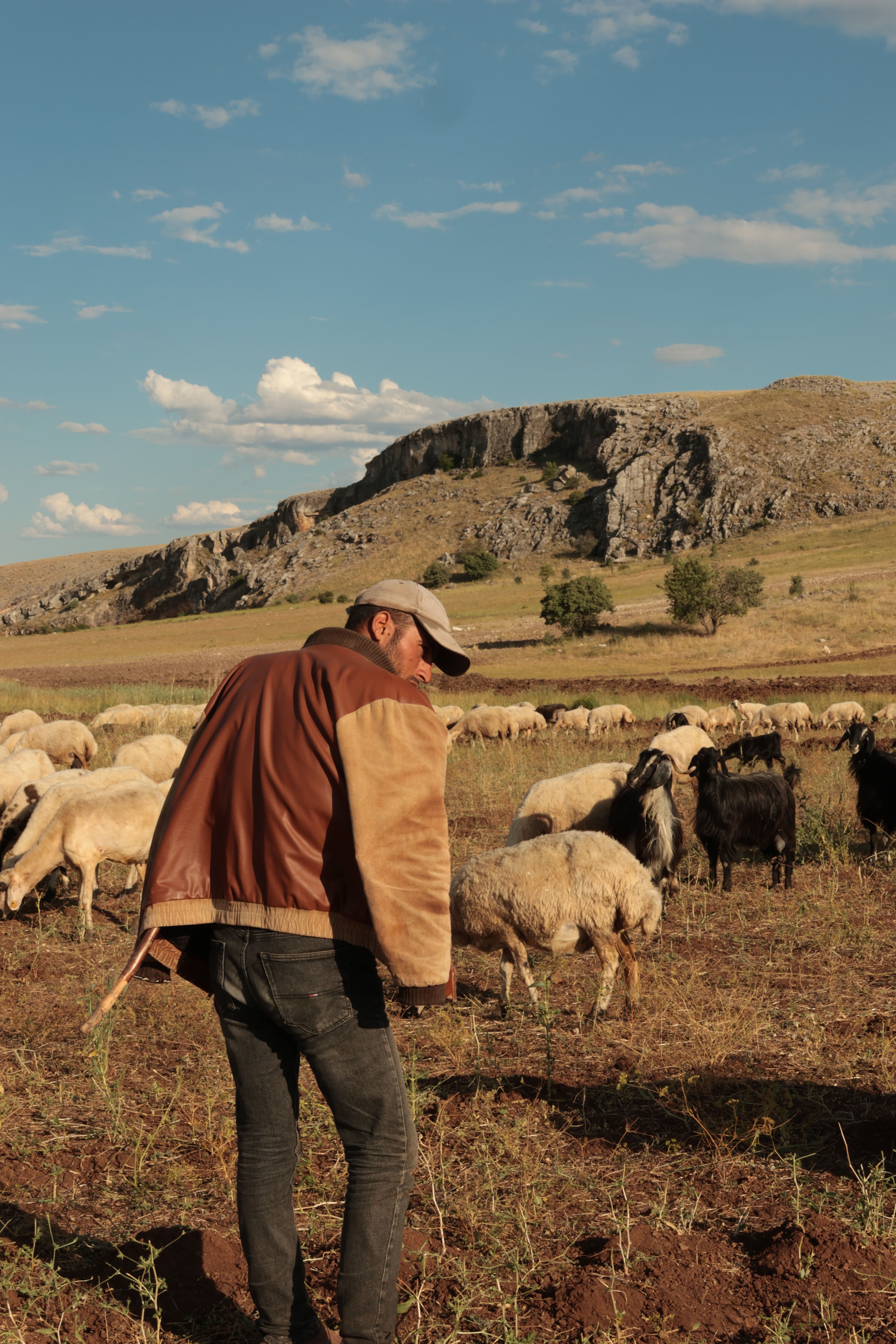 Shepherd guiding sheep and goats in a scenic rural landscape, under a clear blue sky.