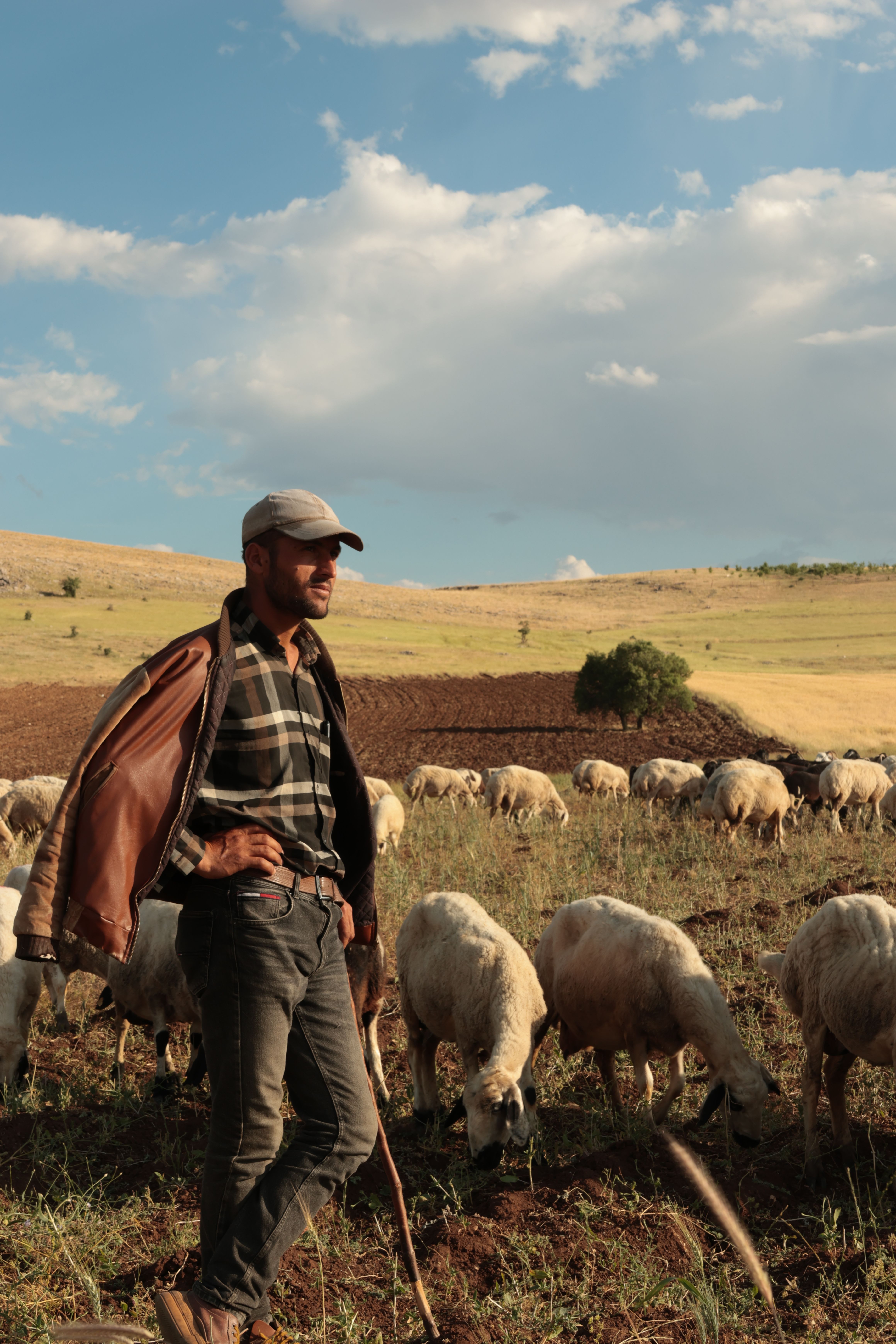 A shepherd guides his flock of sheep under a bright blue sky in a rural landscape.