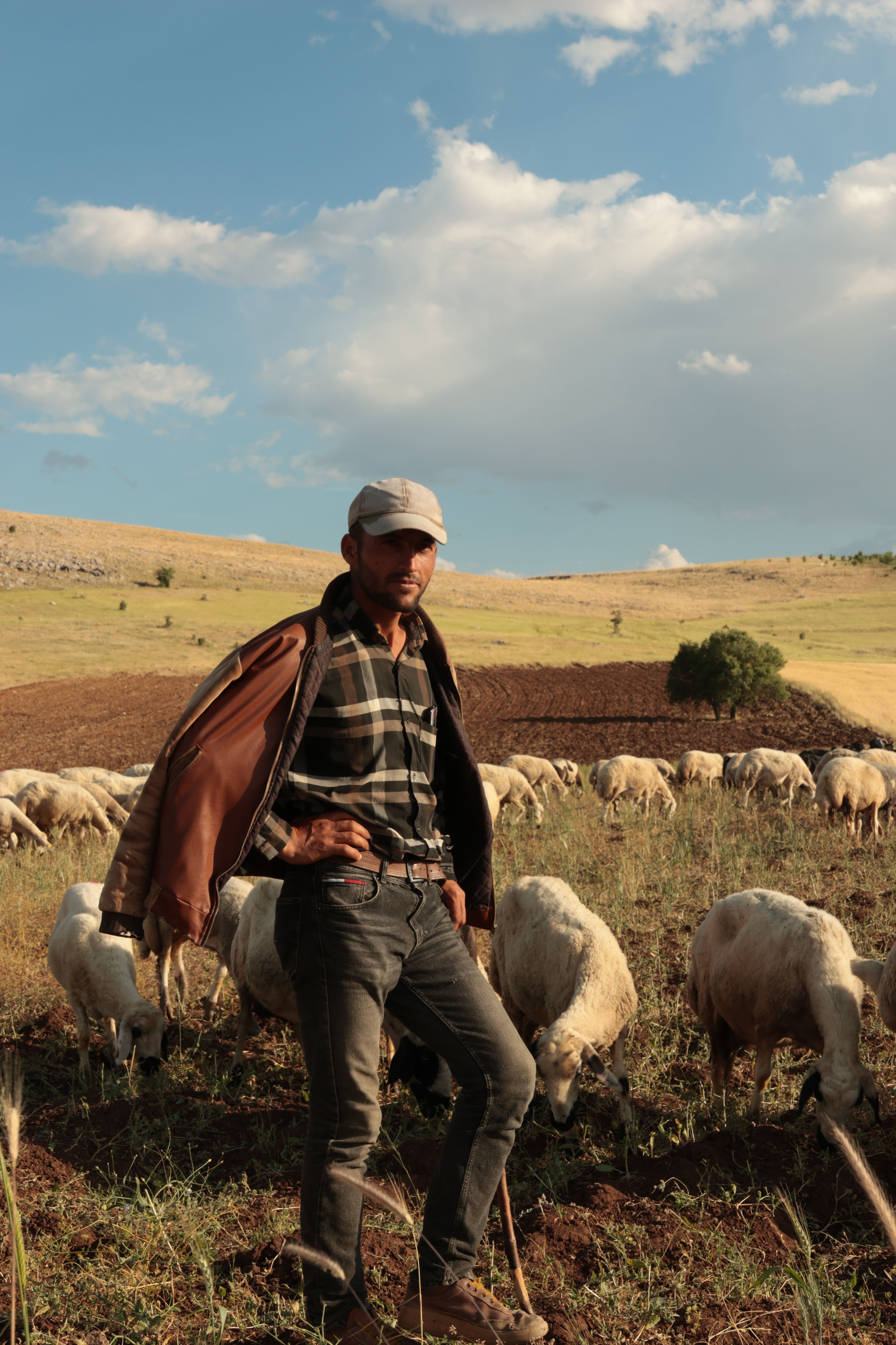 A shepherd oversees a flock of sheep in a sunny countryside landscape.