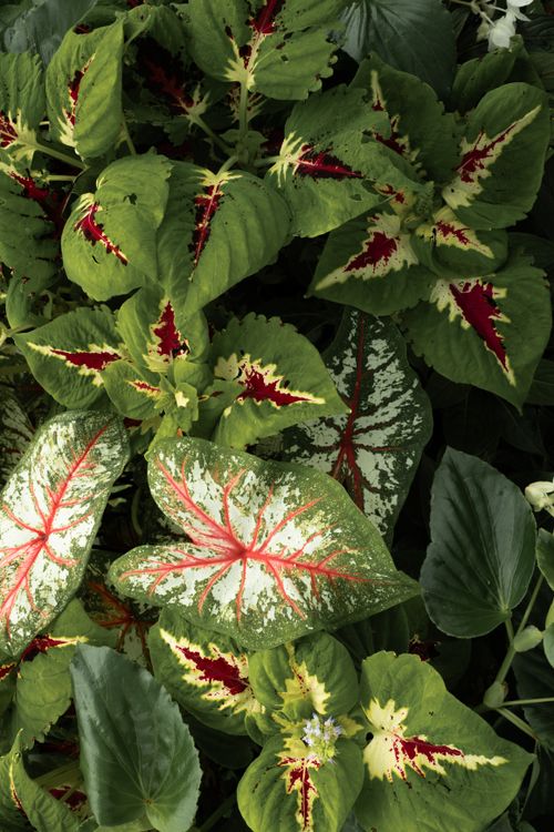 Free Striking caladium leaves showcasing vivid colors and patterns among lush greenery. Stock Photo