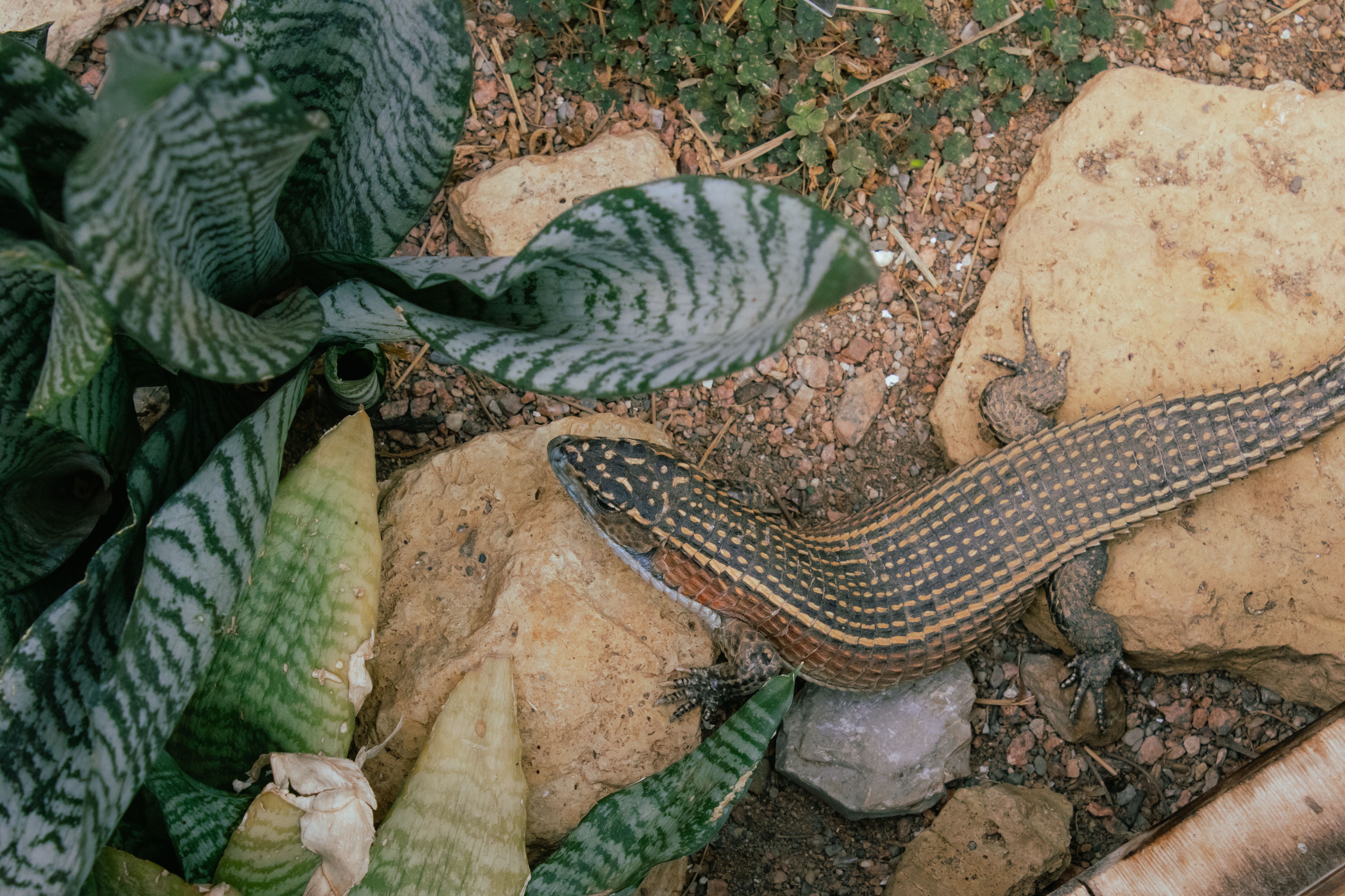 A vibrant striped lizard crawls on rocky soil, surrounded by variegated leaves and natural habitat.