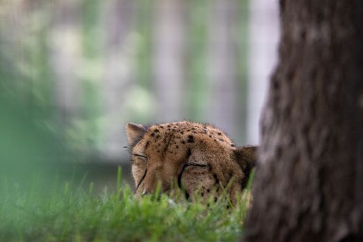 A tranquil scene of a cheetah lying down in a lush, green environment.