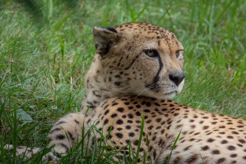 Free Close-up of a cheetah resting on grass, showcasing its distinctive spots and calm demeanor. Stock Photo