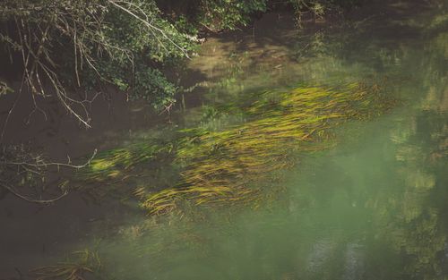Free Peaceful river landscape featuring rich green seaweed and overhanging trees. Stock Photo