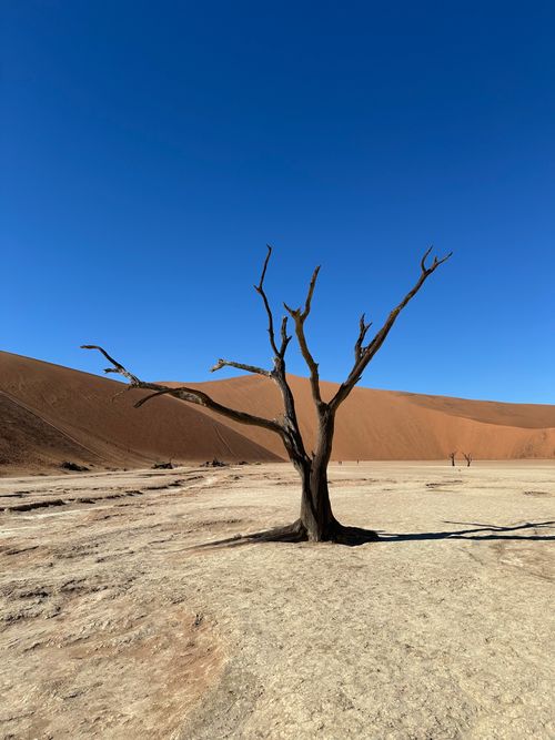 Free A lone dead tree stands stark against the desert dunes of Sossusvlei under a clear blue sky. Stock Photo