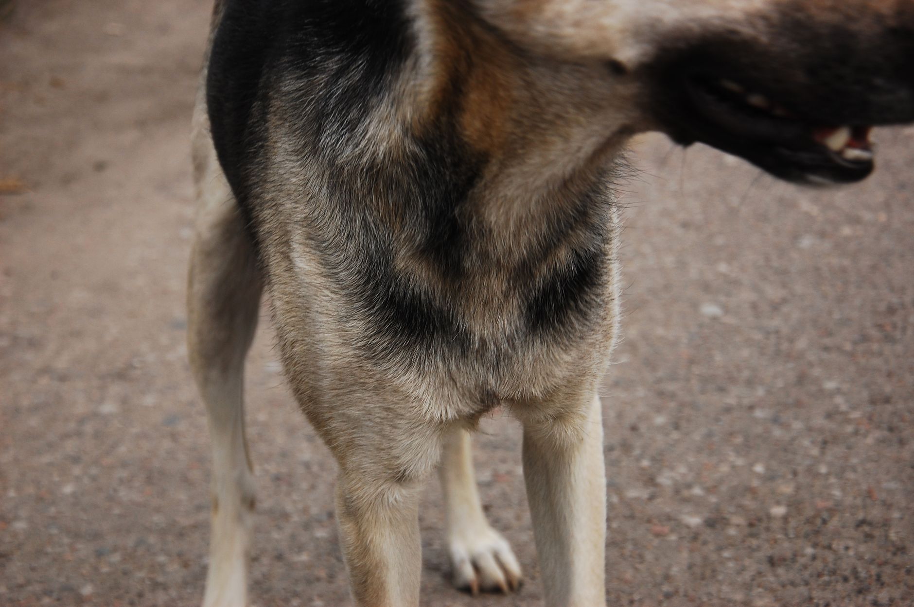 Close-up van de vacht van een hond