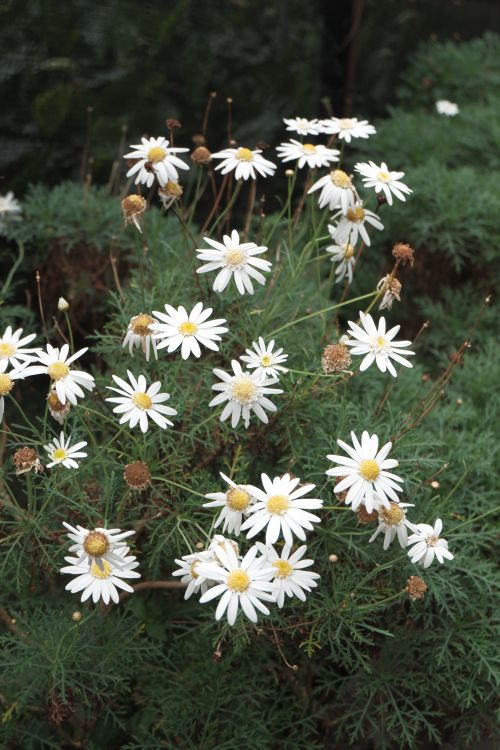 Free Vibrant white daisies blooming amidst green foliage in a Jawa Barat garden. Stock Photo