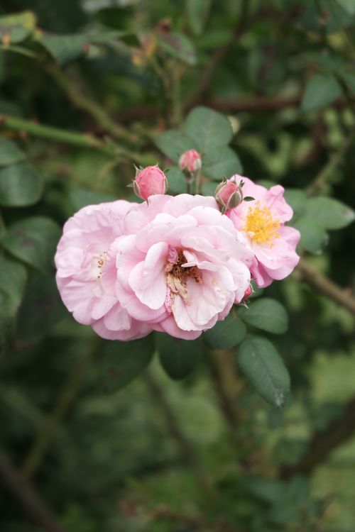 Free Beautiful pink roses blooming amidst lush green leaves in Bandung, Indonesia. Stock Photo