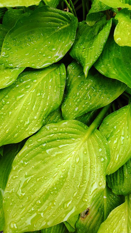Free Vibrant green leaves with fresh raindrops, showcasing nature's beauty and vitality. Stock Photo