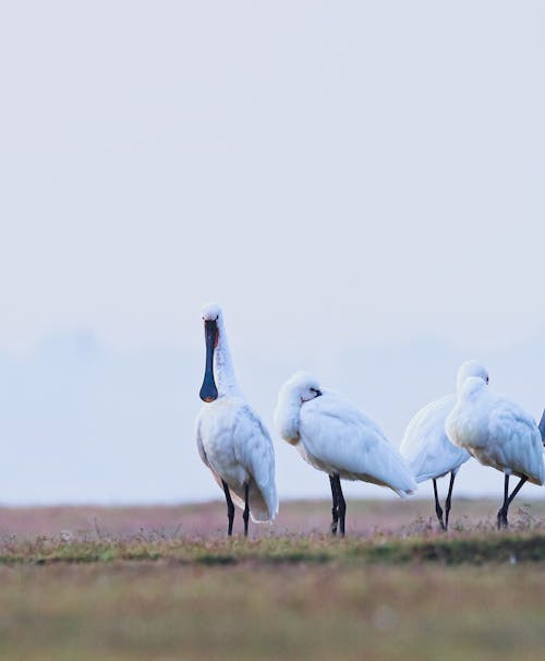 Foto d'estoc gratuïta de a l'aire lliure, ala, animal