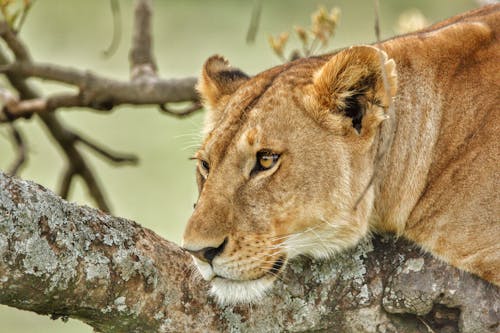 Lioness Lying on Tree Branch