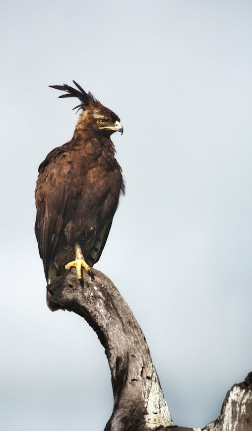 Foto d'estoc gratuïta de animal, au, au rapinyaire