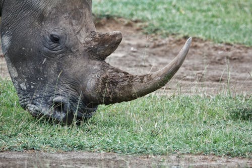 Gratuit Photos gratuites de afrique, animal, animal sauvage Photos