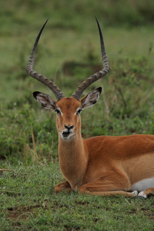 Portrait of beautiful impala antelope with sloping horns sitting and grazing on grassy pasture in wild nature