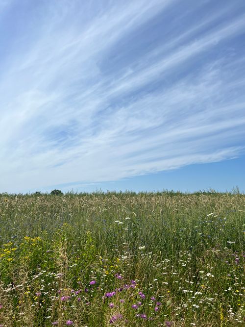 Free Beautiful wildflower meadow under a vibrant blue sky with wispy clouds, capturing the essence of summer. Stock Photo