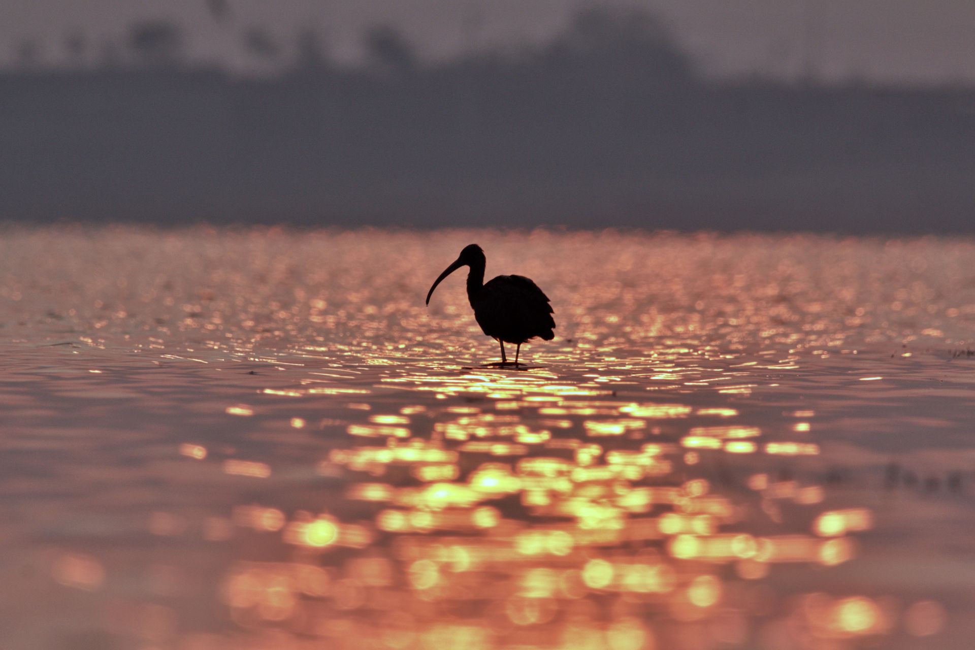 Silhouette of small ibis bird drinking water standing on wet shore of rippling lake reflecting colorful sunset sky