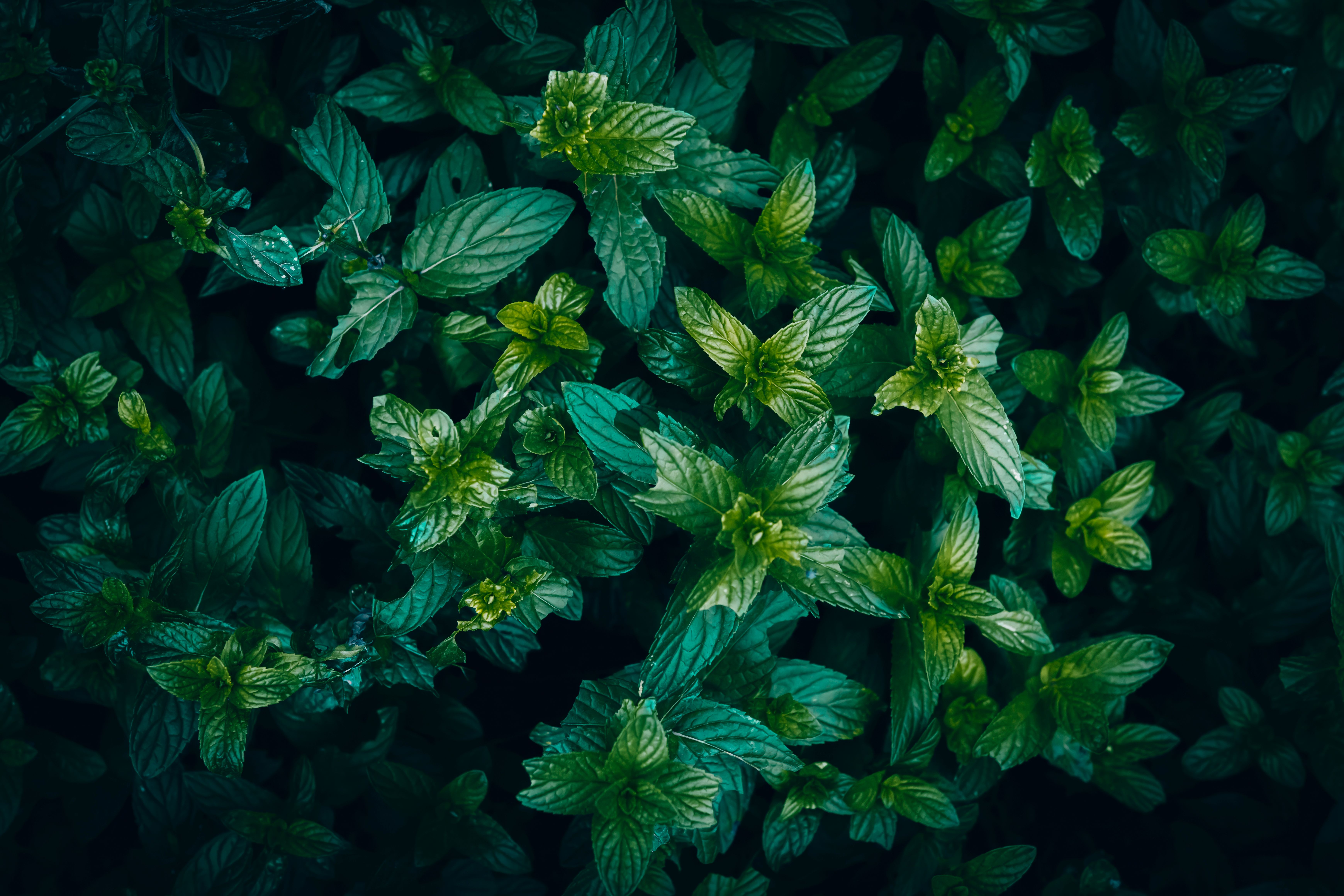Ripple Mint Launches With API Access to $160B Institutional Stablecoin Market