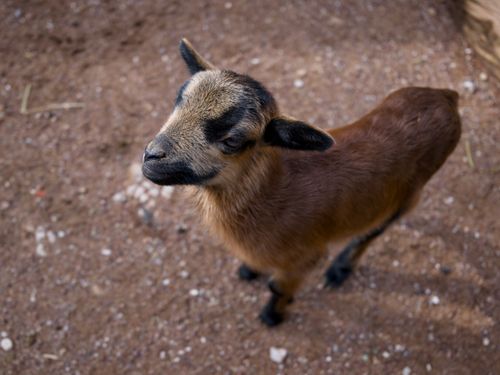Free Adorable brown lamb standing on sandy ground in a rural outdoor setting. Stock Photo