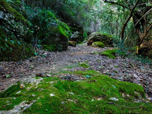 Free Explore a serene forest path lined with moss-covered rocks, perfect for nature walks and relaxation. Stock Photo