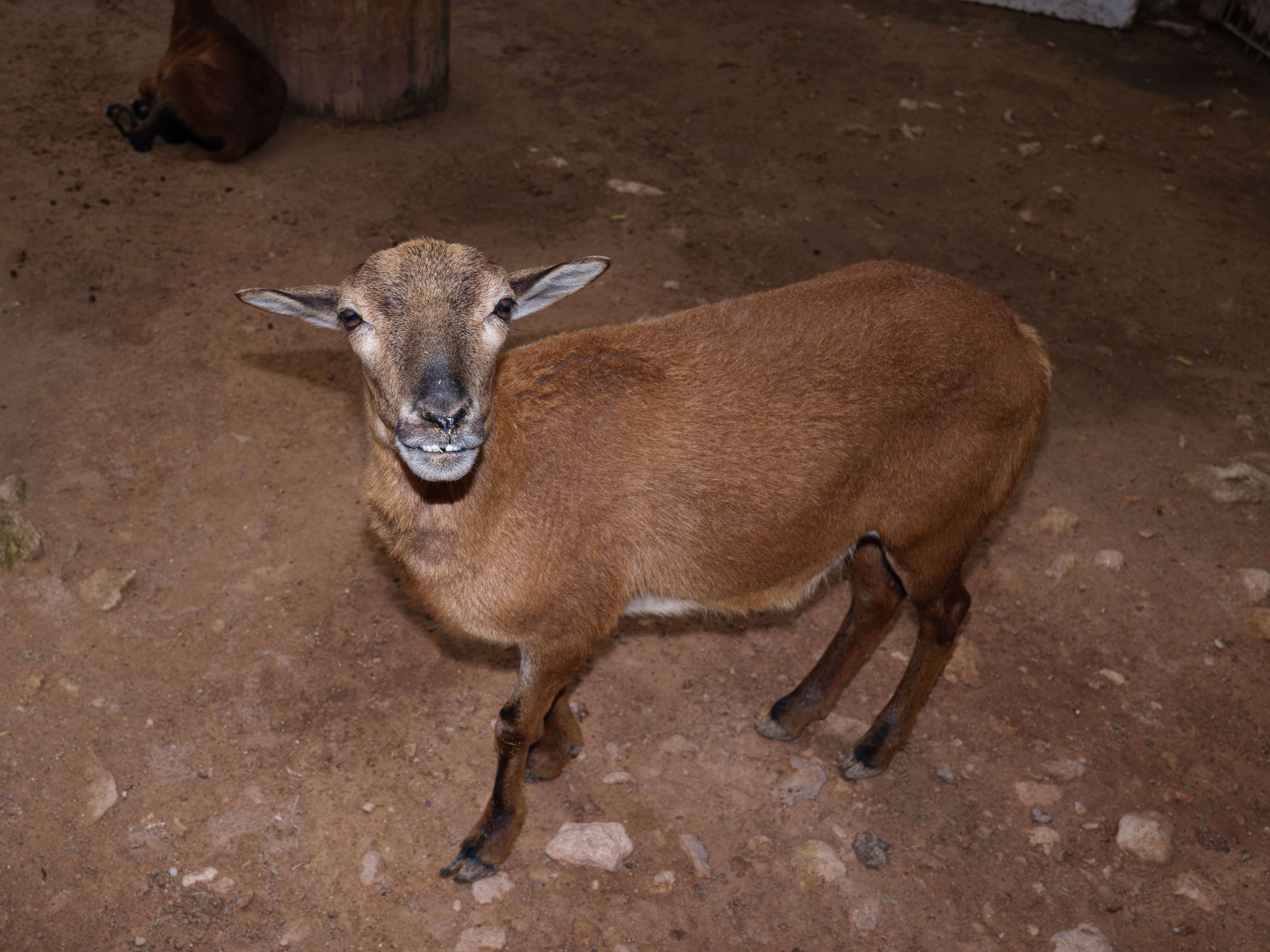 A lone brown goat with short ears standing on a dirt ground looking at the camera.