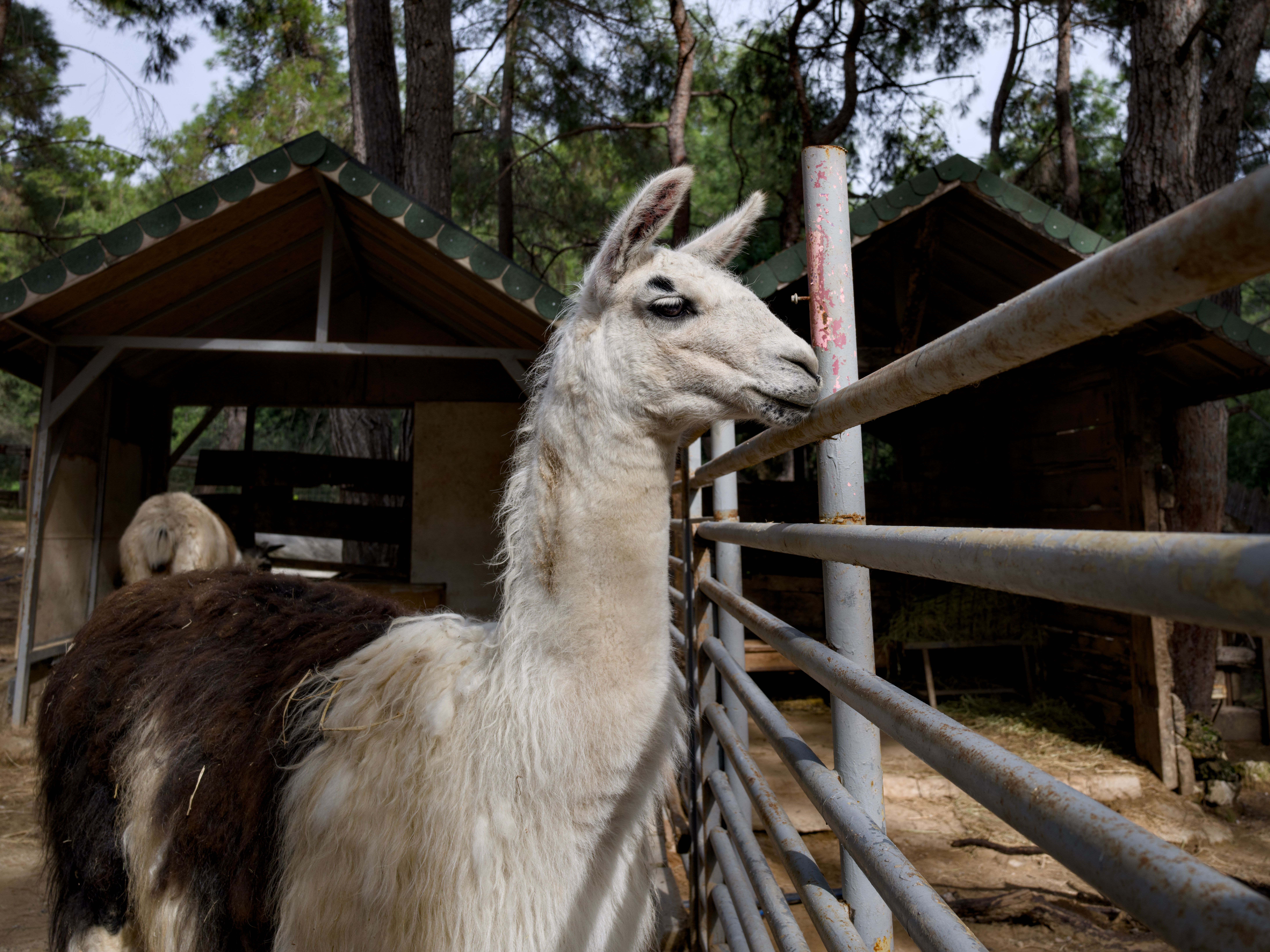 Understand and Observe the Llamas - Guided Tour