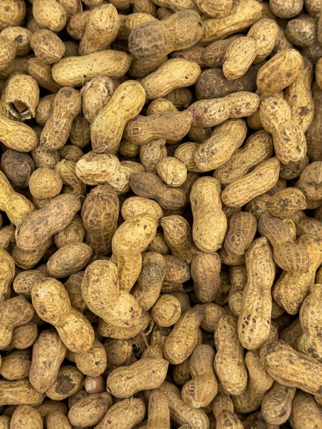 Bold organic peanuts in shell, hand picked