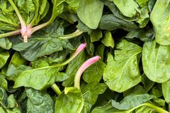 Top view of vibrant organic spinach leaves, showcasing freshness and healthy eating.