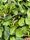 spinach
