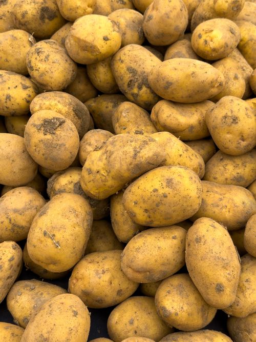 Free A close-up of fresh, organic potatoes showcasing their earthy texture and natural freshness. Stock Photo