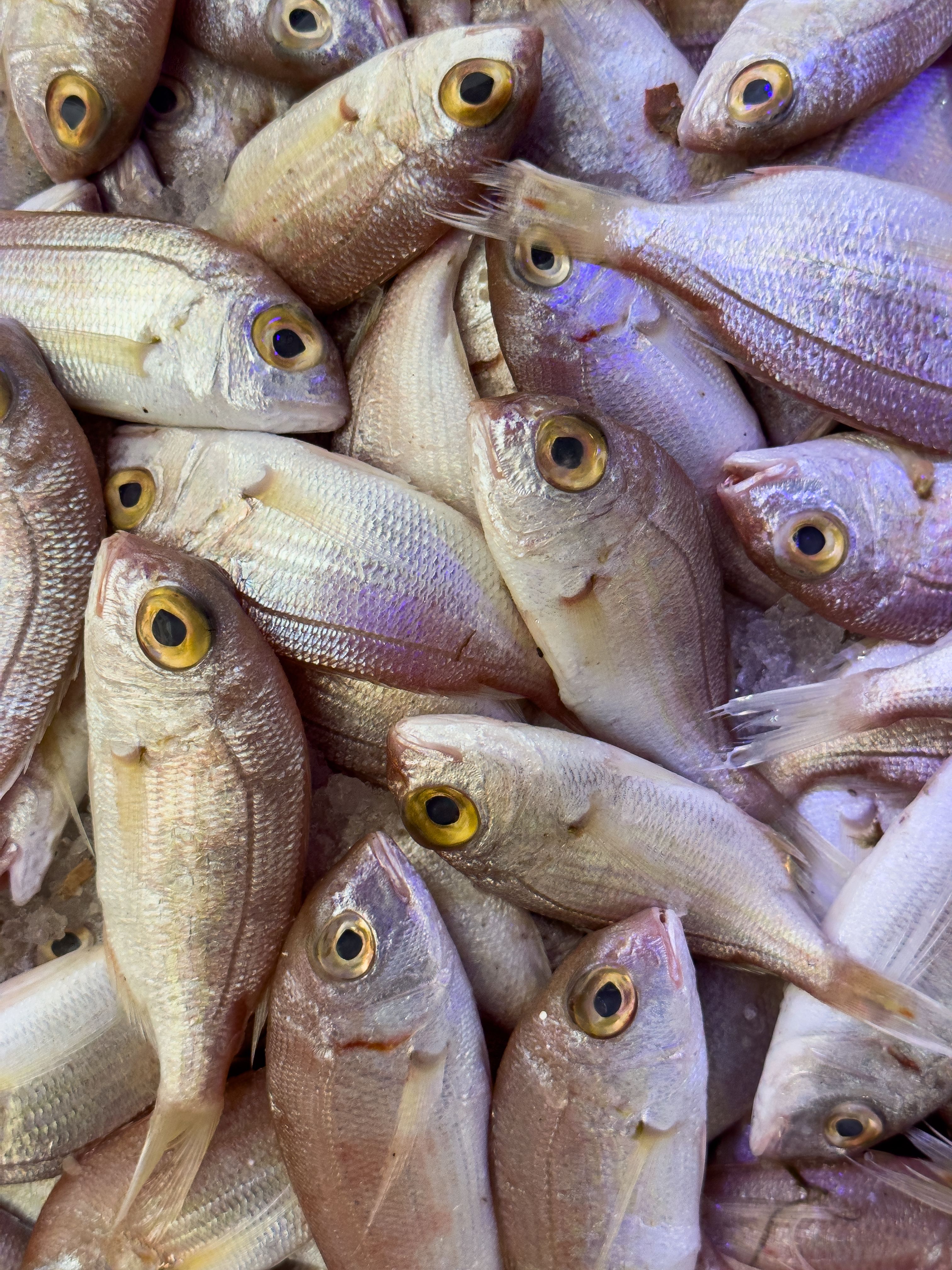 A vibrant assortment of raw fish with golden eyes on ice at a seafood market.