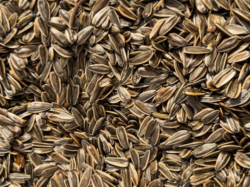 Free Close-up of organic sunflower seeds highlighting their texture and nutritional value. Stock Photo