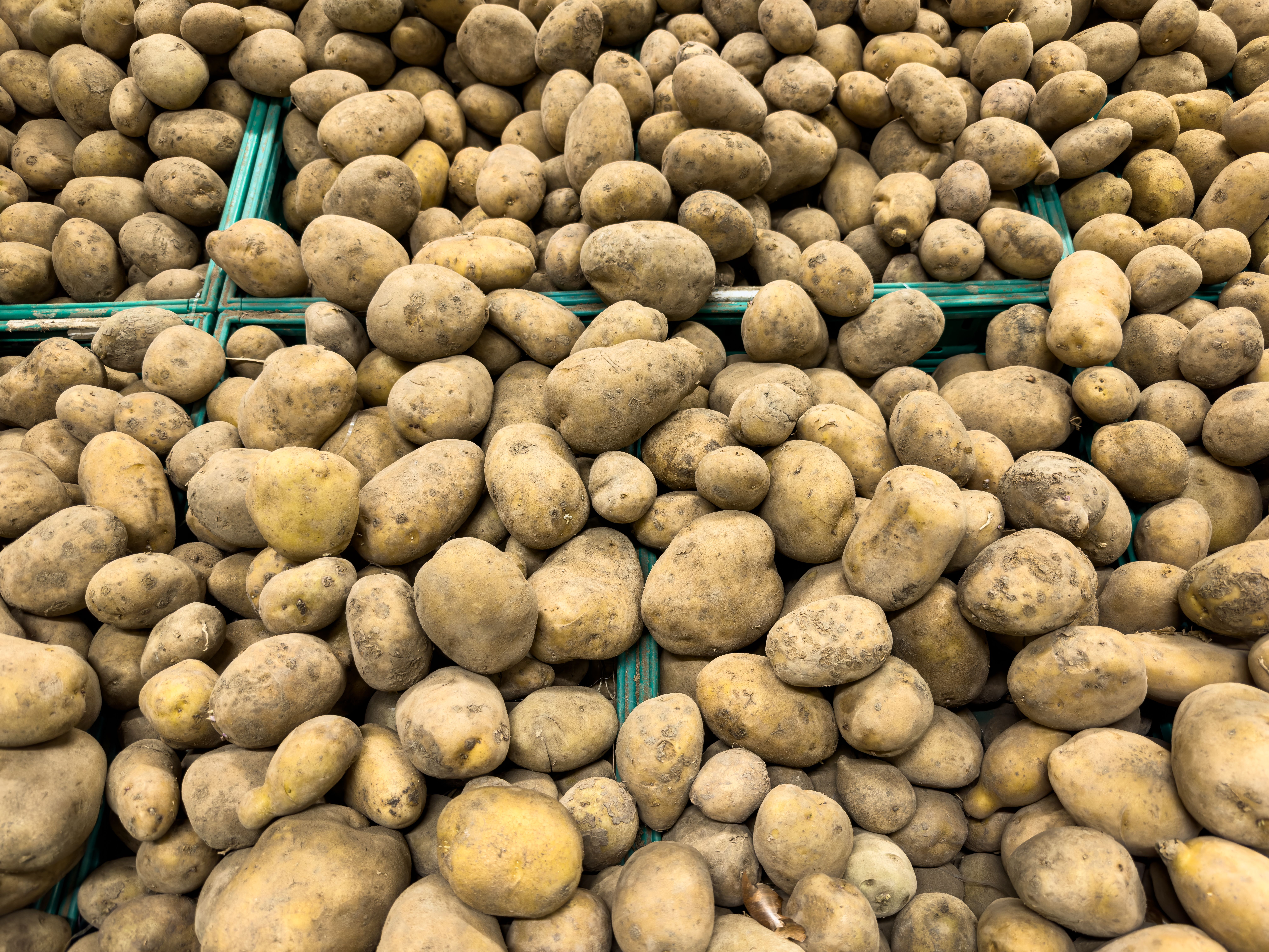 Potatoes; fresh or chilled
