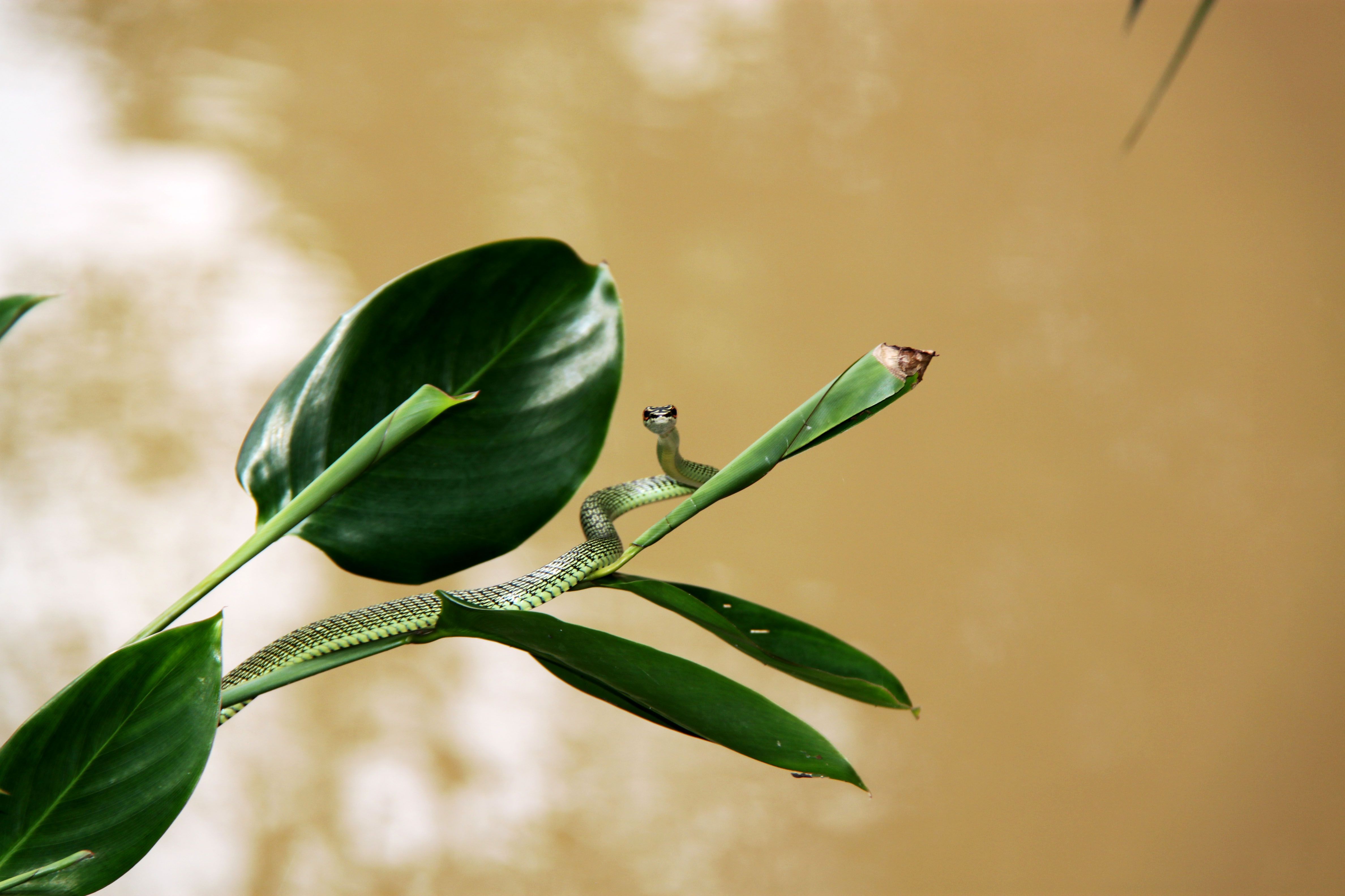 A vine snake elegantly resting on a tropical leaf by a muddy river in Vietnam.