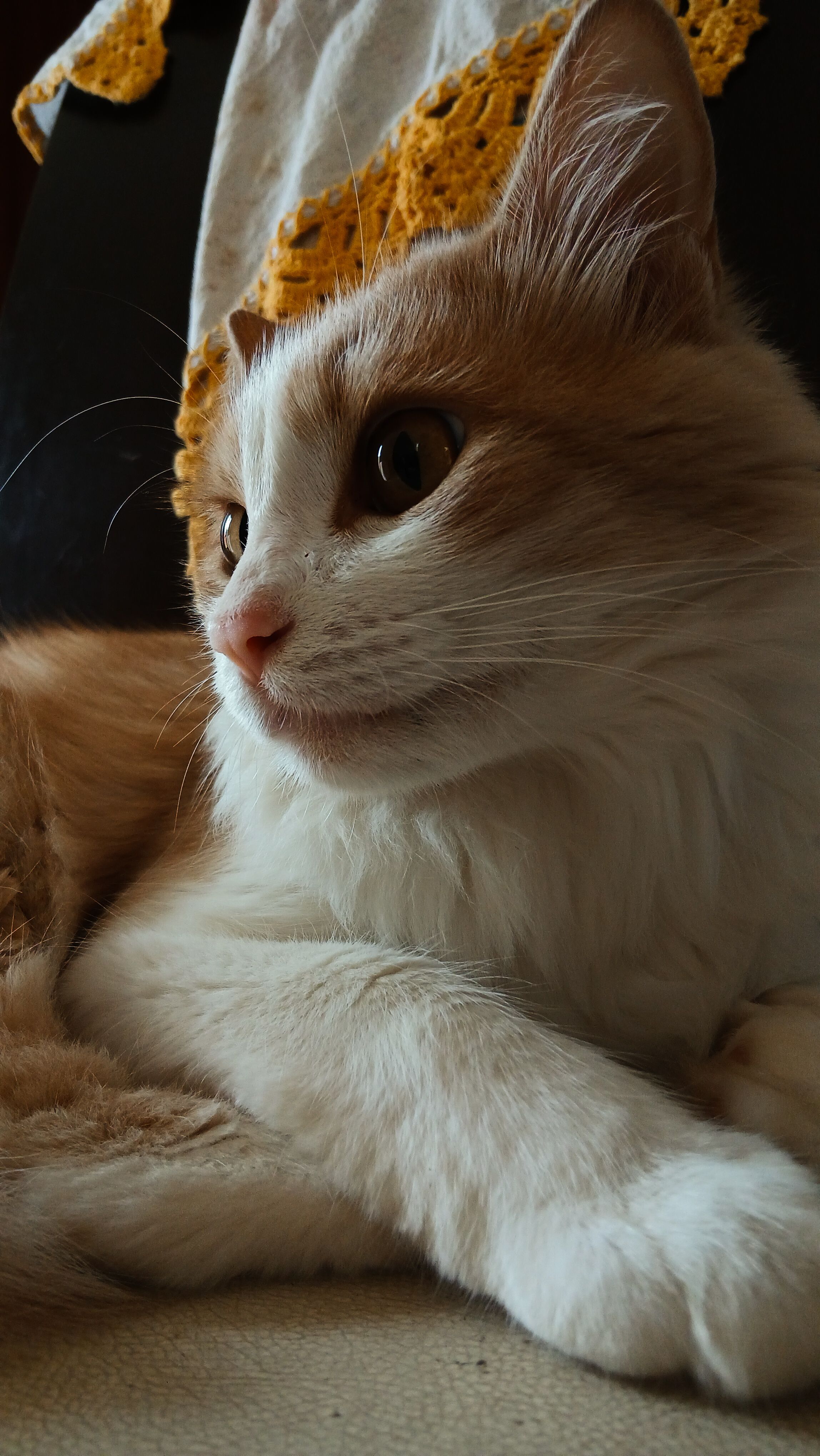 Charming portrait of a ginger and white cat relaxing indoors.