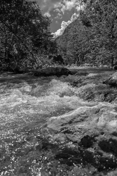 Free Monochrome image of a scenic mountain river surrounded by trees and rocks. Stock Photo
