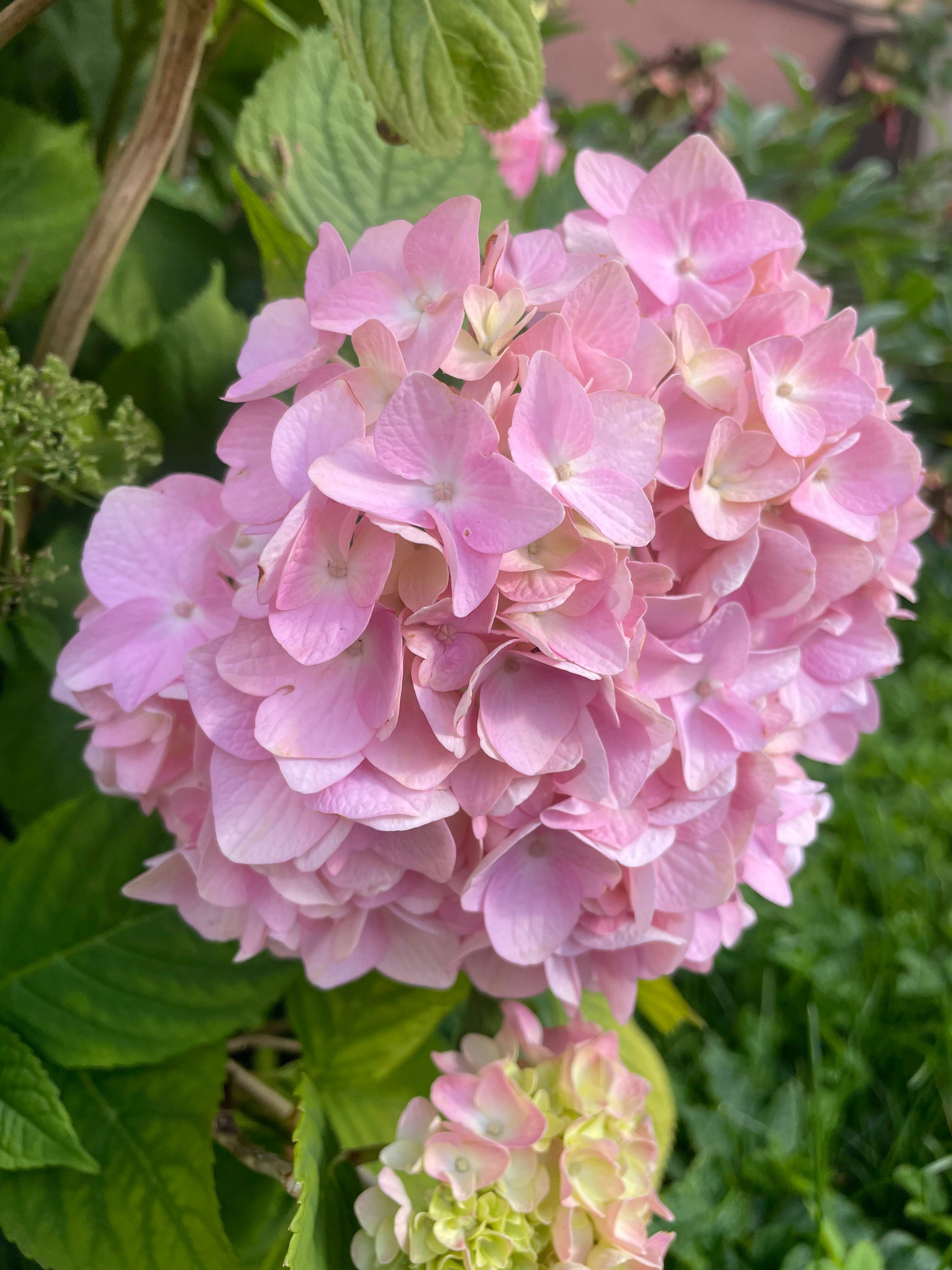[ColoSach]-vibrant-pink-hydrangea-flowers-in-full-bloom,-captured-in-kaliningrad,-russia.