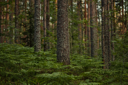 Free Dense forest with tall pine trees and lush green foliage under natural light. Stock Photo