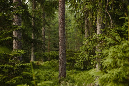 Free A peaceful view of a lush boreal forest with coniferous trees and dense foliage. Stock Photo