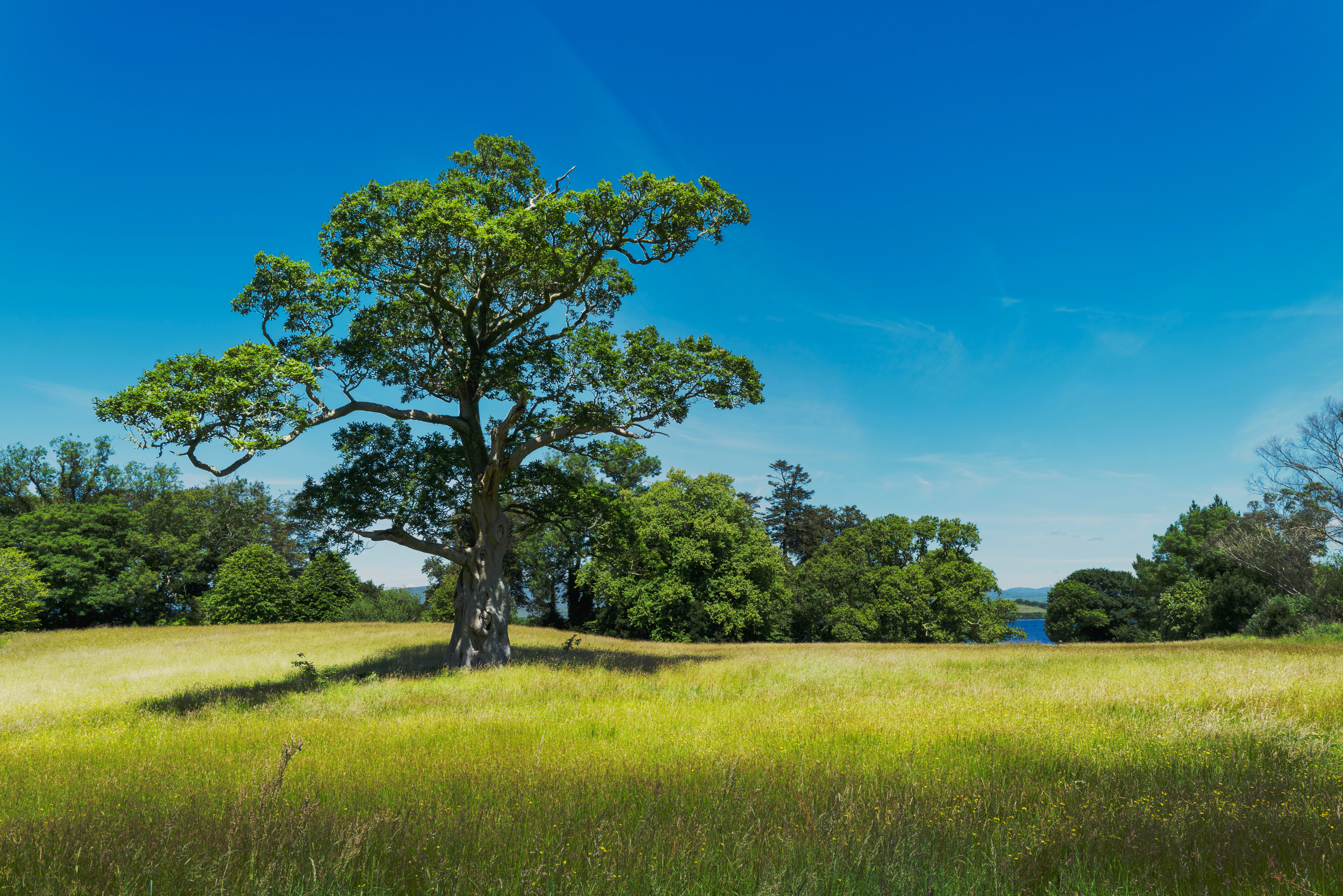 Irish Weather: When to Expect 24°C as Summer Returns