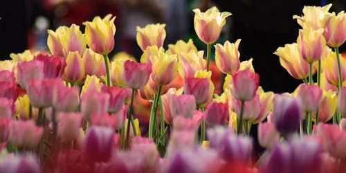 Free Tulip Arrangement Stock Photo