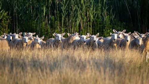 Free A peaceful flock of sheep grazing in a sunlit field surrounded by greenery. Stock Photo
