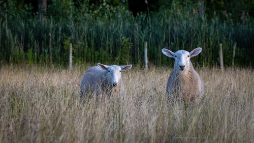 Free Two sheep stand in a grassy field surrounded by tall greenery, looking directly at the camera. Stock Photo