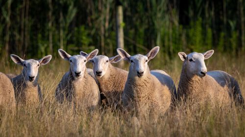 Free A group of woolly sheep standing in a grassy field on a sunny day, showcasing pastoral life. Stock Photo