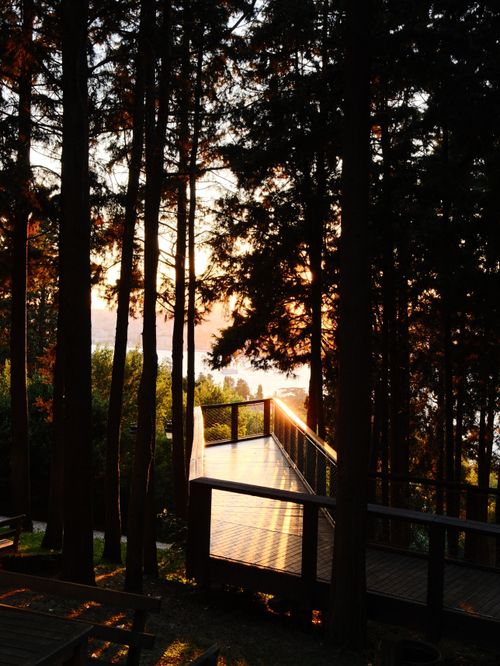 Free A tranquil walkway through a forest at sunrise, casting golden light. Stock Photo