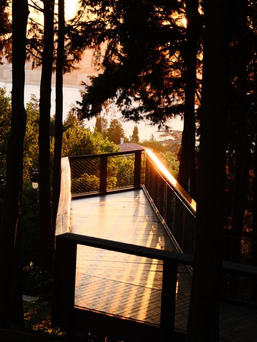 Free Sunset view of an elevated wooden pathway through a forest, casting long shadows. Stock Photo