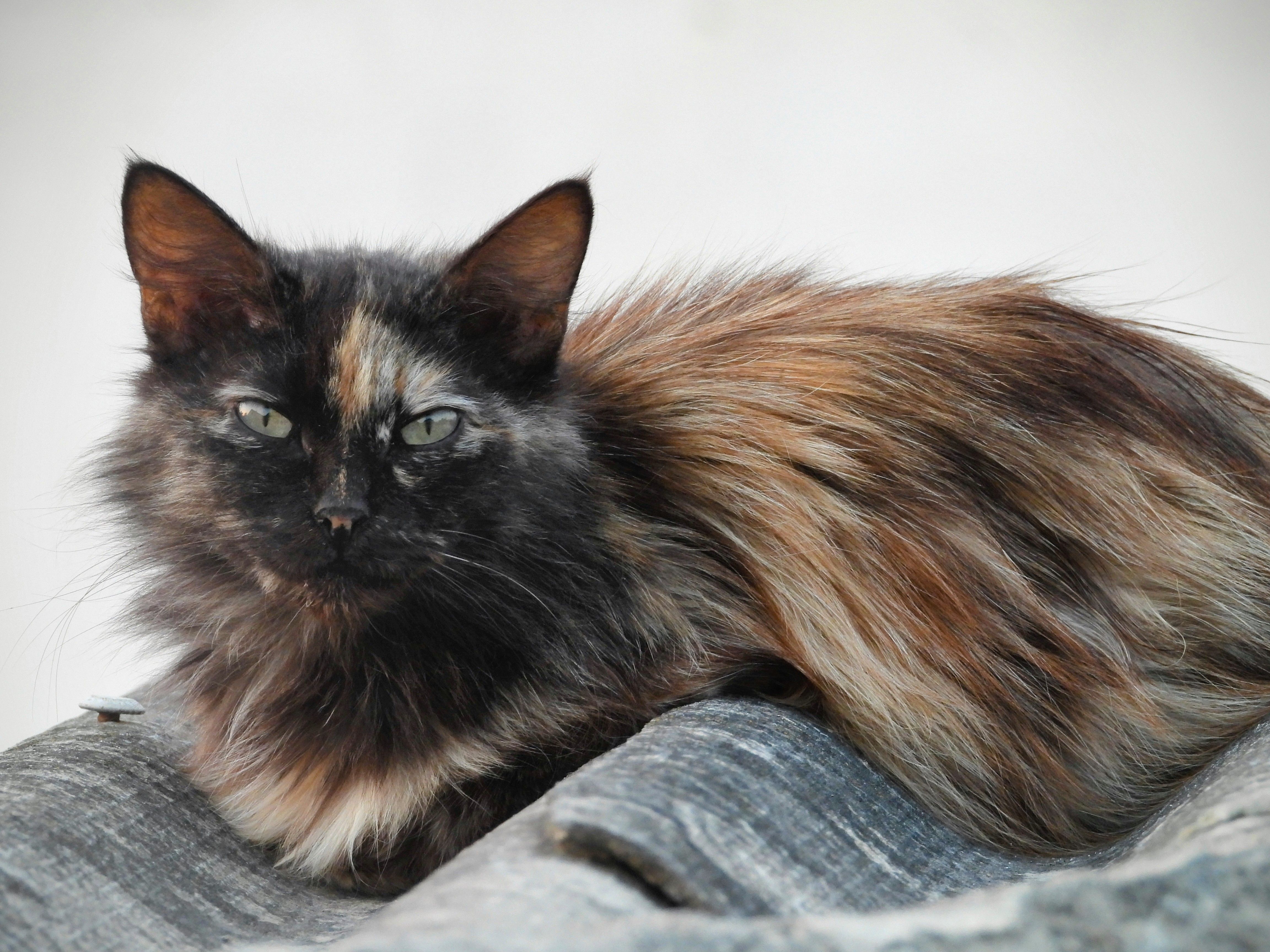 Portrait of a cat at a veterinary clinic